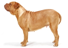 Dogue_de_Bordeaux