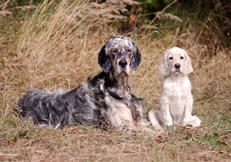 English_Setter_Alice_van_Kempen