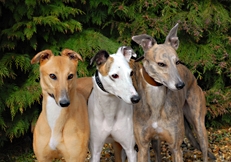 Ex-racing greyhounds, Photo © Animal Photography, Judi Zatonski 