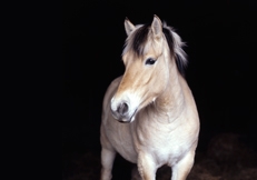 Fjord_Pony_©_Photo_Animal_Photography_Sally_Anne_Thompson