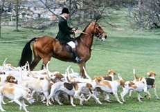 Foxhounds_hunting