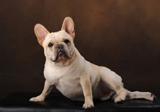 French_Bulldog_Studio