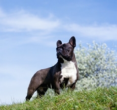 French_Bulldog_by_Sally_Anne_Thompson