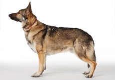 German_Shepherd_Dog