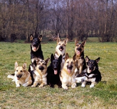 German_Shepherd_Dog_group
