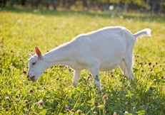 Goats_Saneen_Photo_©_Animal_Photography_Barbara_Obrien