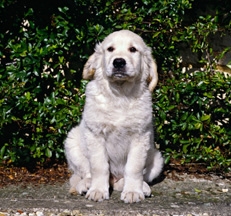 Golden_Retriever_puppies