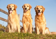 Golden_Retrievers_thmb