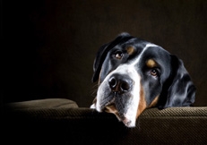 Great Swiss Mountain Dog by Karen Morgan