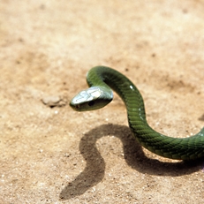 Green Mamba snake, Photo by Animal Photography, Sally A