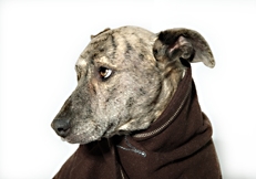 Greyhound / Mongrel looking very sad, Photo © Animal Photography, Britta Jaschinski 