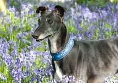 Greyhound in Bluebells, Photo © Animal Photography, Judy Zatonski