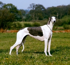 Greyhound_photo_by_Sally_Anne_Thompson