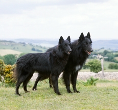 Groenendael_Belgian_Shepherd_Dogs