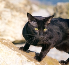 Havana cat photo by Sally Anne Thompson Animal Photography