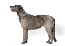 Irish_Wolfhound_Tetsu_Yamazaki