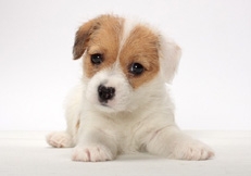 Jack_Russell_Puppy_Tetsu_Yamazaki