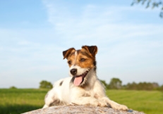 Jack_Russell_Terrier_Barbara_OBrien