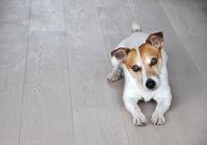 Jack_Russell_Terrier_indoors