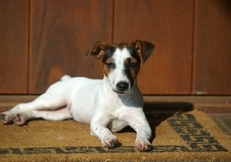 Jack_Russell_Terrier_outdoors