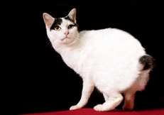 Japanese Bobtail cat photo by Robin Burkett Animal Photography