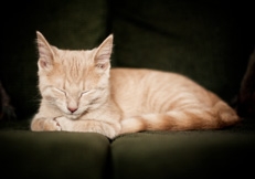 Kitten by Animal Photography, Anita Peeples