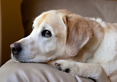 Labrador Retriever, Photo © Animal Photography, Robin Burkett 