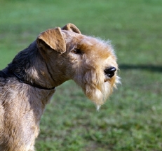 Lakeland_Terrier