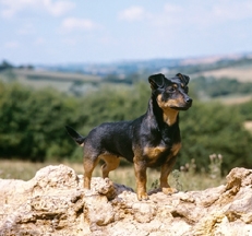 Lancashire_Heeler