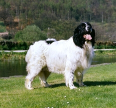 Landseer_Newfoundland_Dog