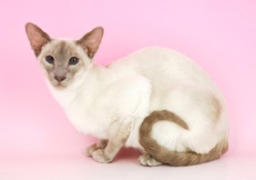 Lilac_point_Siamese