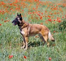 Malinois_dog