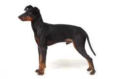 Manchester_Terrier_Tetsu_Yamazaki