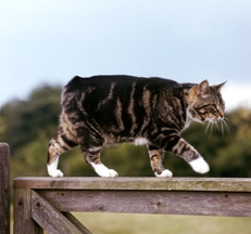 Manx cat photo by Sally Anne Thompson Animal Photography