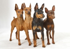 Miniature_Pinscher_Tetsu