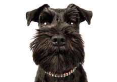 Miniature_Schnauzers_indoors