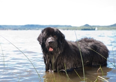 Newfoundland_Barbara_OBrien