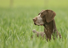 Nick Ridley Animal Photography