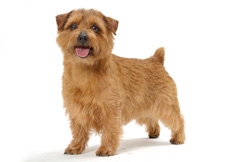 Norfolk_Terrier_Tetsu_Yamazaki