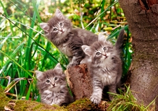 Norwegian Forest kittens photo by Alan Robinson Animal Photography
