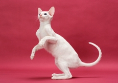 Oriental Shorthair jumping  photo by Tetsu Yamazaki Animal Photography