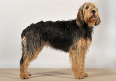 Otterhound_Sam_Clark_thmb