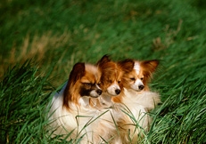 Papillon_Dogs