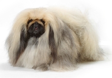 Pekingese_dog