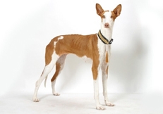 Podenco_Ibicenco