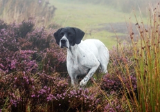 Pointer dog, Photo © Animal Photography, Eva-Maria Krämer 