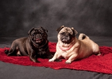 Pug_Robin_Burkett