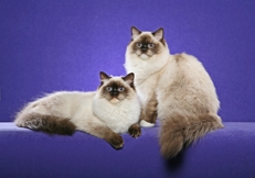 Ragdoll cats photo by Helmi Flick Animal Photography