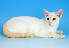 Red_Point_Siamese