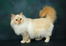 Red_point_Birman